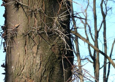 Honey locust (close-up)