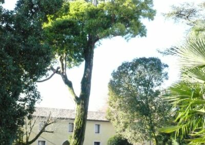 Incense cedar